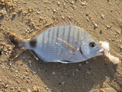 Diplodus capensis