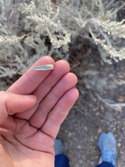 Artemisia tridentata