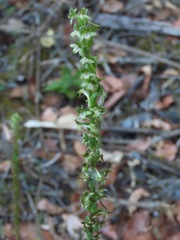 Platanthera elongata