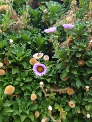 Erigeron glaucus