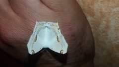 Sericoptera mahometaria