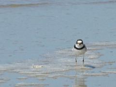 Charadrius semipalmatus