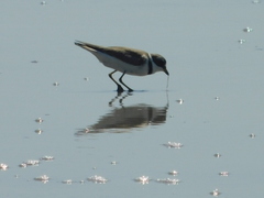 Charadrius semipalmatus