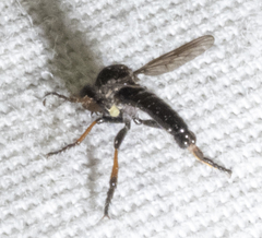 Hadrokolos texanus