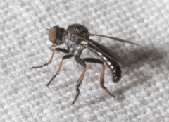 Hadrokolos texanus