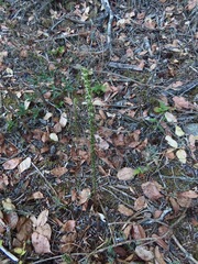 Platanthera elongata