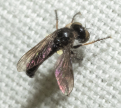Hadrokolos texanus