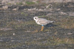 Charadrius melodus