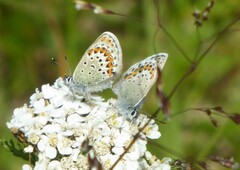 Plebejus