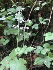 Tiarella trifoliata