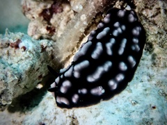 Phyllidiella pustulosa