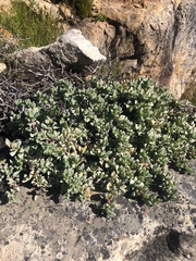 Oscularia deltoides