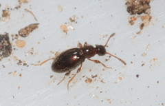 Scydmaeninae