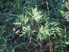Rubus laciniatus