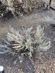 Artemisia tridentata