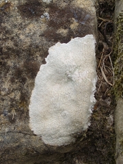 Lecanoromycetes