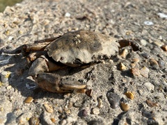 Carcinus maenas