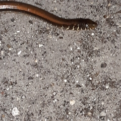 Ophisaurus ventralis