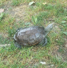 Malaclemys terrapin