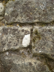 Lecanoromycetes