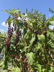 Phytolacca americana
