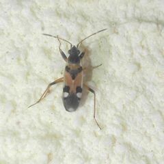 Beosus quadripunctatus