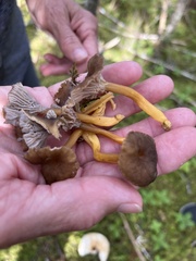 Craterellus