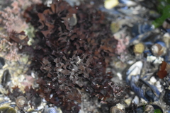 Chondrus crispus