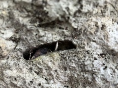 Chondropoma