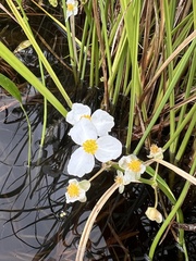 Sagittaria graminea