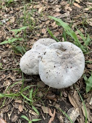 Hypomyces chrysospermus