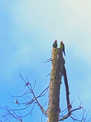 Psittacara erythrogenys