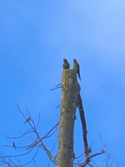 Psittacara erythrogenys