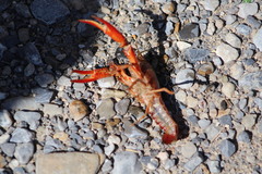 Procambarus clarkii