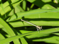 Platycnemis pennipes