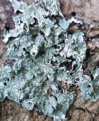 Punctelia subrudecta