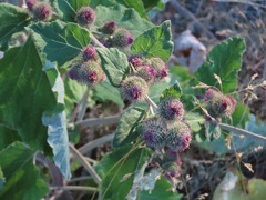 Arctium minus