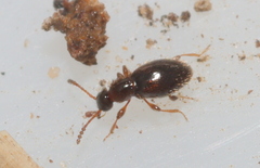 Scydmaeninae