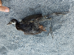 Amaurornis phoenicurus