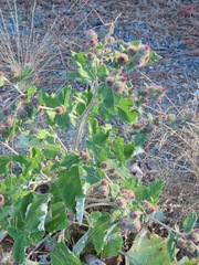 Arctium minus