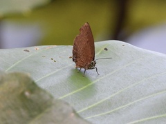 Arhopala major