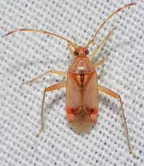 Pseudomegacoelum beckeri