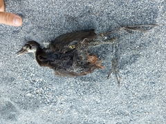 Amaurornis phoenicurus