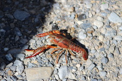 Procambarus clarkii
