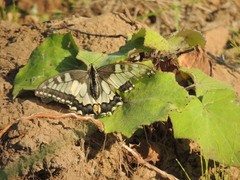 Papilio machaon