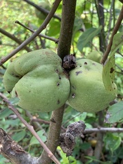 Chaenomeles
