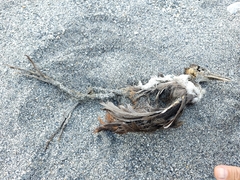 Amaurornis phoenicurus