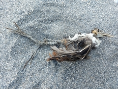 Amaurornis phoenicurus