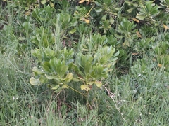 Scaevola taccada