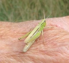 Chorthippus albomarginatus